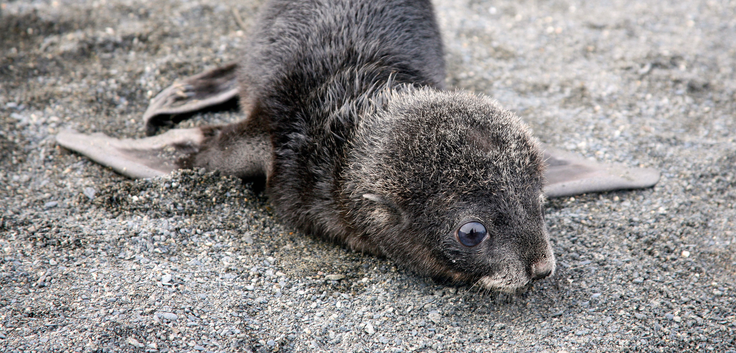 fur seal pup